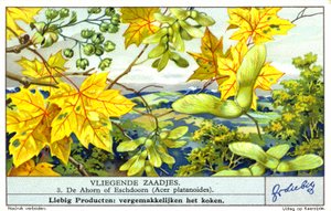 Érable de Norvège (Acer platanoides) (chromolitho) - European School