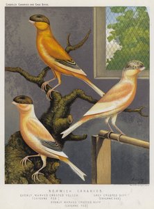 Canaris de Norwich, uniformément marqués, crête jaune, nourris au Cayenne, crête grise, crête buff, nourris au Cayenne (lithographie en couleur)