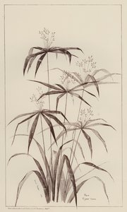 Palm Cyperus Luscus