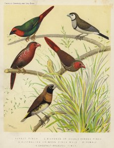 Diamant de Gould, Diamant à bavette, Diamant rouge, Mâle, Femelle, Diamant à poitrine marron - European School