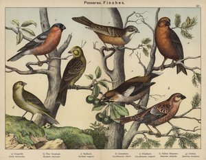 Passereaux, Pinsons (lithographie en couleur)