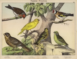 Passereaux, Pinsons