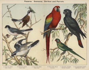 Passeres, Scansores, Pies-grièches et Perroquets