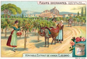 Cueillette des roses en Provence