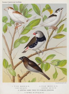 Mannikin pie, fauve et blanc, châtain et blanc, pinson à côtés tachetés ou moineau diamant, oiseau muscade ou oiseau épice - European School