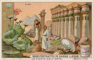 Les plantes dans l