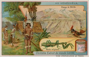 Plateau de Mérida avec Colibri, Mante Religieuse et Indiens Wayu - European School