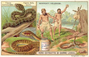 Vipère à queue courte et serpent de la mort commun