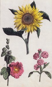 Tournesol et rose trémière (lithographie couleur)