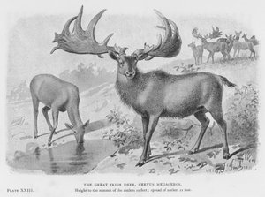 Le grand cerf irlandais, Cervus Megaceros