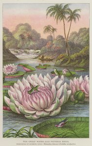 Le grand nénuphar, Victoria Regia