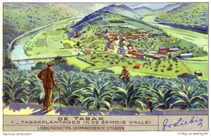 Plantation de tabac dans la vallée de la Semois, Belgique (chromolitho) - European School