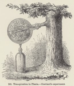 Transpiration des plantes, expérience de Guettard