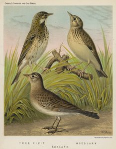 Pipit des arbres, Alouette lulu, Alouette des champs (lithographie en couleur) - European School