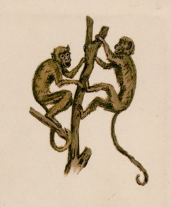 Deux singes