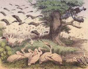 Divers oiseaux africains