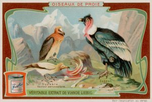 Vautour et condor - European School