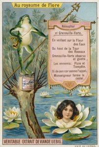 Nénuphar et grenouille