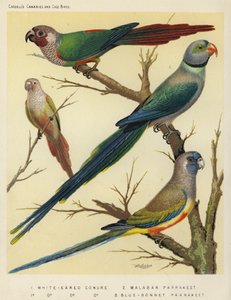 Conure à oreilles blanches, Perruche de Malabar, Perruche Blue-Bonnet