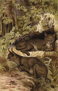 Wustenluchs