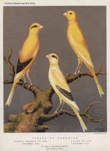 Canaris du Yorkshire, jaune uniformément marqué, nourri au poivre de Cayenne, jaune clair, nourri au poivre de Cayenne, buff uniformément marqué, nourri au poivre de Cayenne