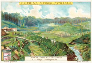 Jeunes plants de tabac