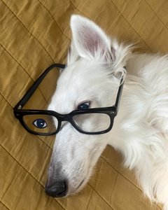 Chien au lit portant des lunettes (art numérique) - Evan Sklar