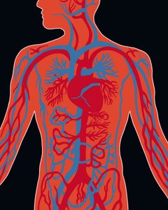 Réseau du système cardiovasculaire - Evan Sklar