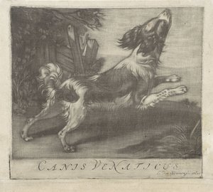 Chien sautant, Canis Venaticus