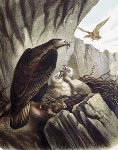 Aigles avec leurs petits. Gravure d