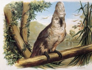 Cacatoès blanc. Gravure d