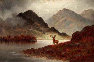 Cerf à la baie