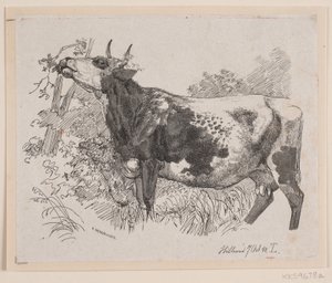 Une vache mangeant les feuilles d