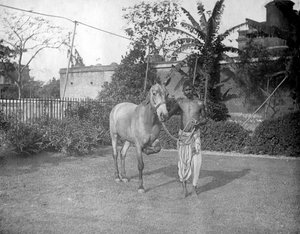 Homme avec un cheval, Alipore, Inde - F. L. Peters