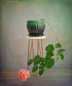 Geranium retombant en fleurs - Fangping Zhou