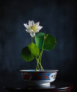 Sérénité du lotus blanc - Fangping Zhou