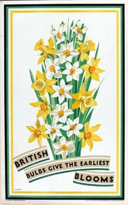 Les bulbes britanniques donnent les premières fleurs, de la série 