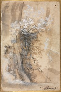 Buisson fleuri au-dessus d