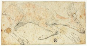 Cerf couché