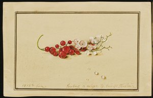 Groseilles rouges et blanches, 1818