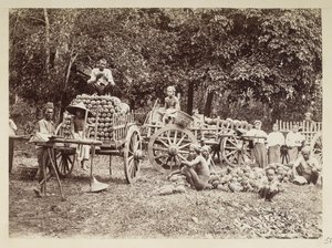 Chargement des ananas récoltés sur des chariots, Birmanie, Collection Elgin: 