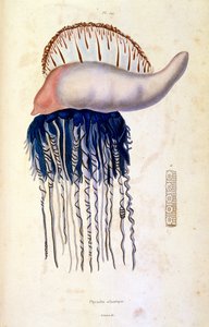Botanical and zoological illustration by F. E. Guerin. From Dictionnaire pittoresque d