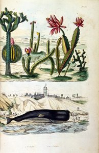 Illustration de cactus et d