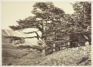 Cèdres du Liban