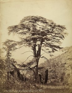 Grand cèdre dans la forêt de Teniet el Haad, Liban - Félix Bonfils