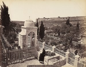 Vue du jardin de Gethsémani ou du verger des Oliviers, où, selon la tradition, le Christ a passé les derniers jours de sa vie