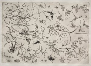 Service de table (service Rousseau) : Fleurs et insectes (n° 15) - Felix Bracquemond