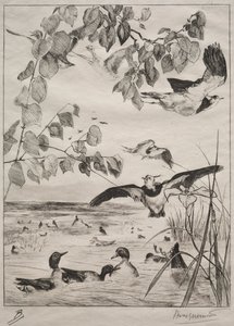 Vanneaux et sarcelles, 1862 - Felix Bracquemond