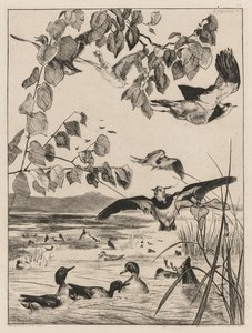Vanneaux et sarcelles, 1862 - Felix Bracquemond