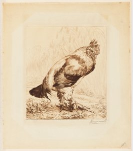 Le Vieux Coq